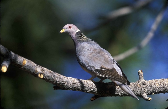 Band-tailed Pigeon