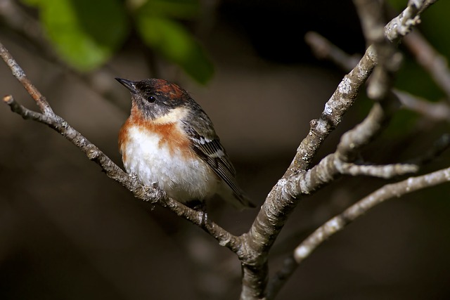 Bay-breasted Warbler