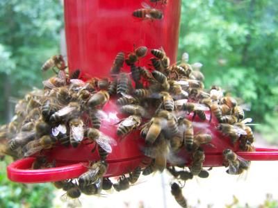Bees at hummingbird Feeder