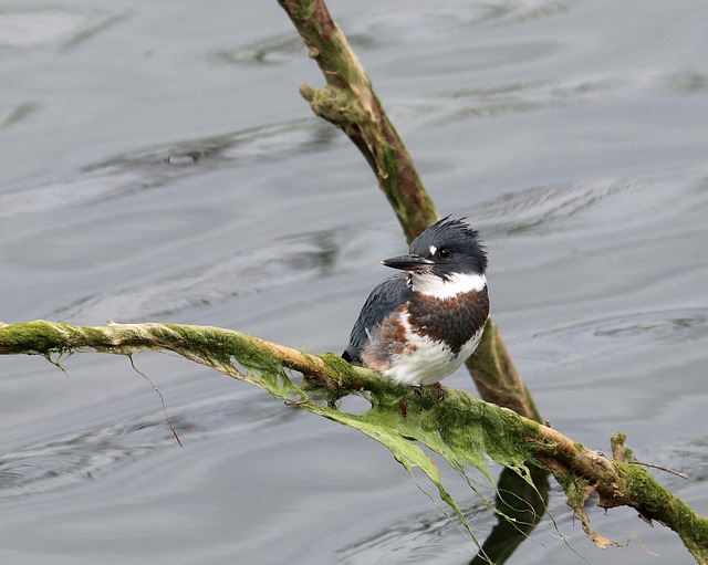 Belted King Fisher