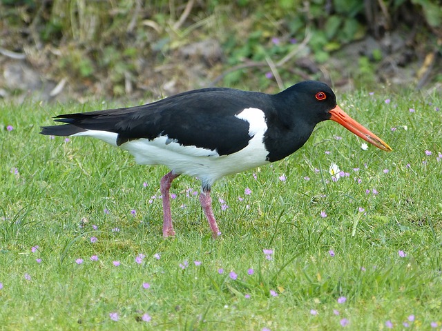 Black Oystercatcher