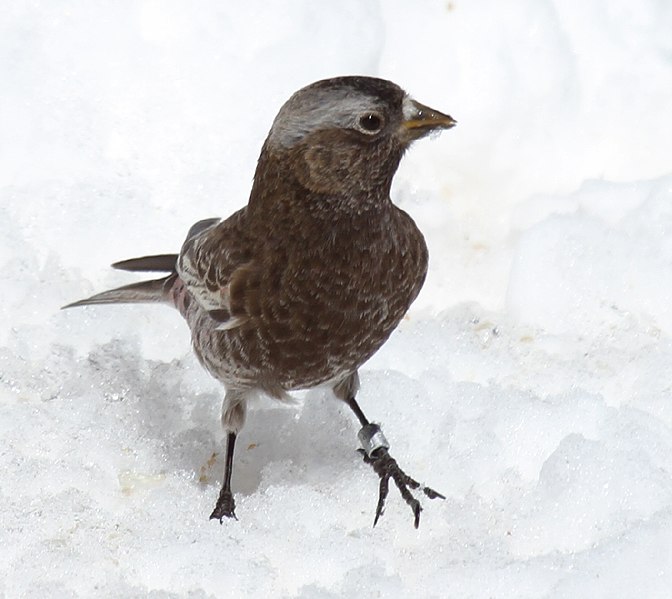 Black Rosy-Finch