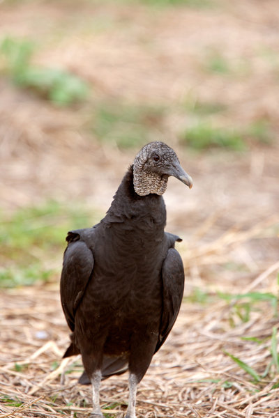 Black Vulture