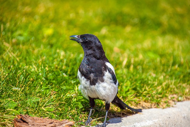 Black-Billed Magpie