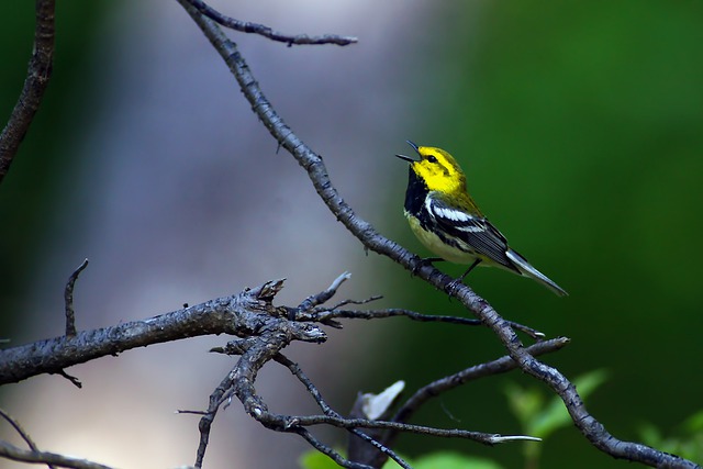 Black-Throated Green Warbler