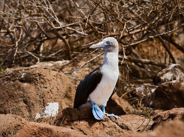 Blue-Footed Booby