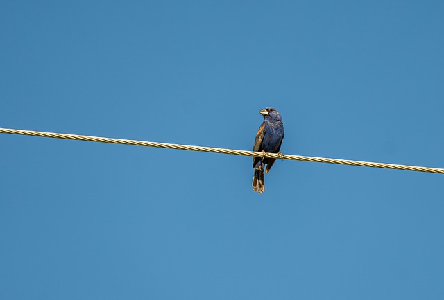 Blue Grosbeaks