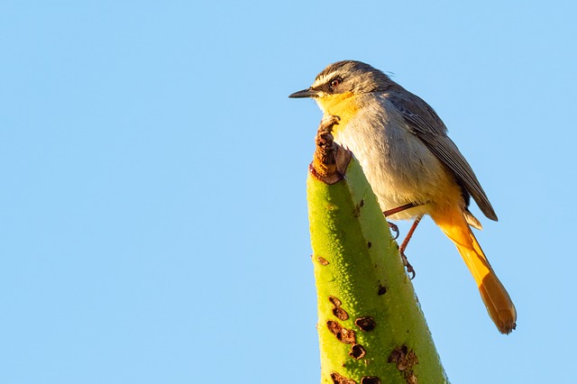 Blue-winged Warbler