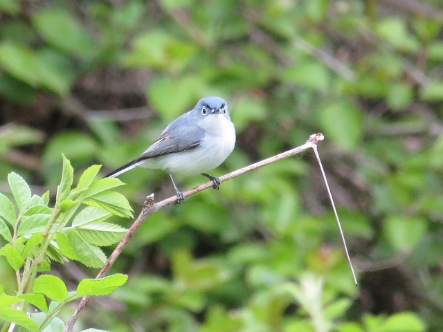 Blue-gray Gnatcatcher