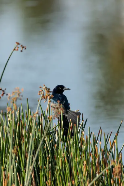 Boat-Tailed Tail Grackle