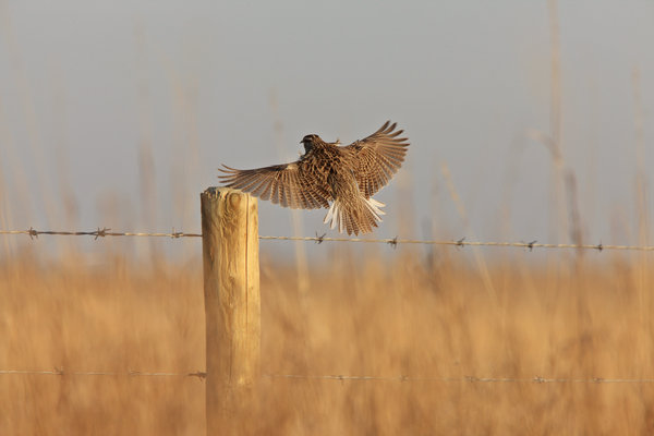 Bobolink