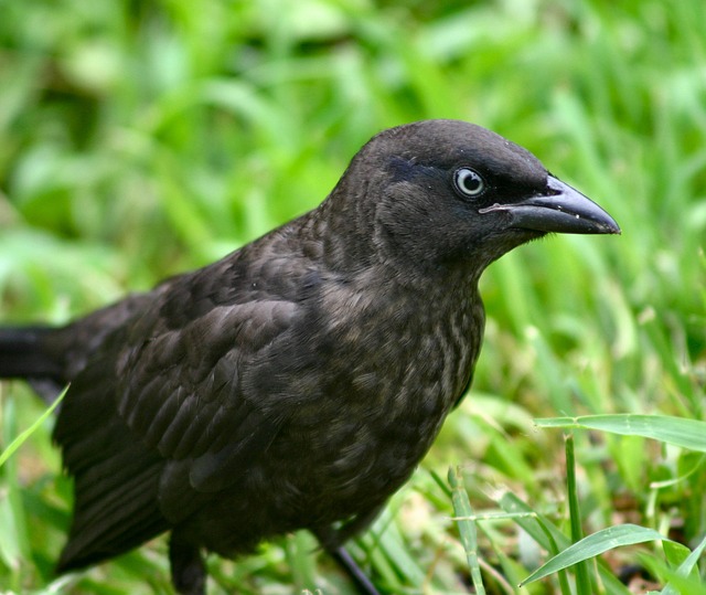 Brewer's Blackbird