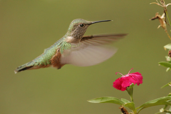 Broad-tailed Hummingbird