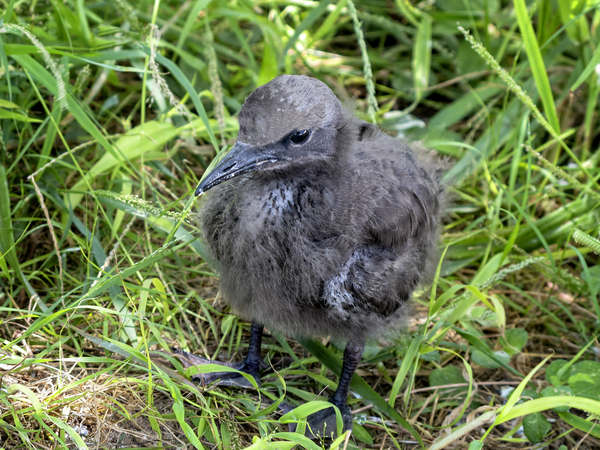 Brown Noddy