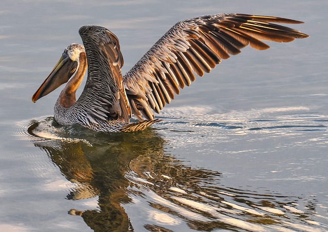 Pelicans