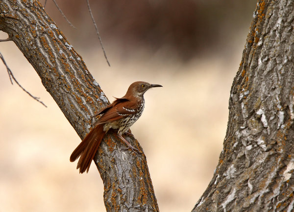 Brown Thrasher