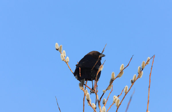 Brown-Headed Cowbird