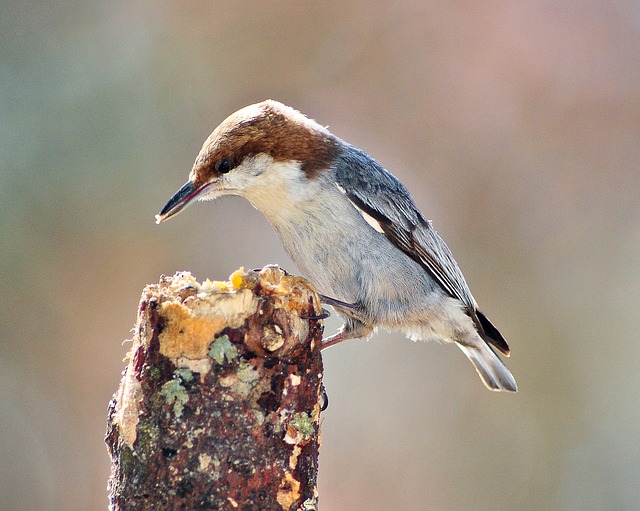 Brown-headed Nuthatch