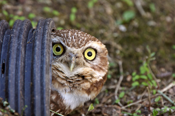 Burrowing owl