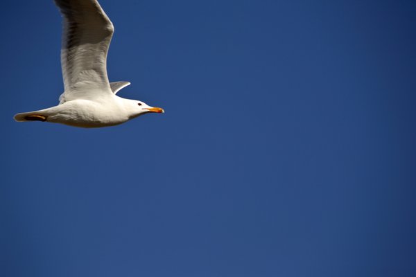 California Gull