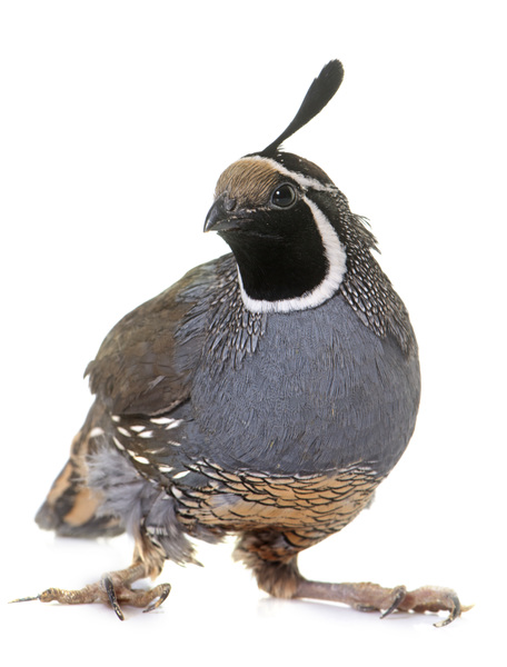 California Quail