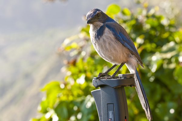 California Scrub-Jay