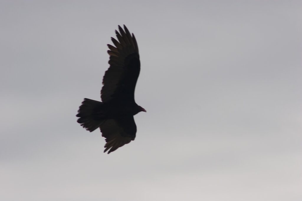 California condor