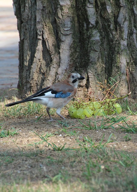 Can wild birds eat grapes