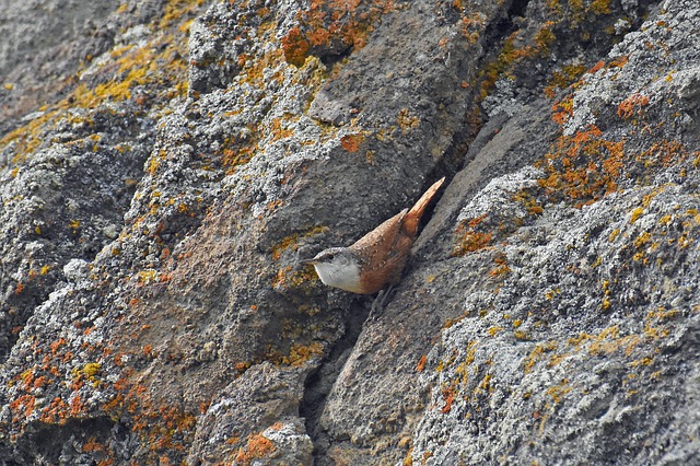 Canyon Wren