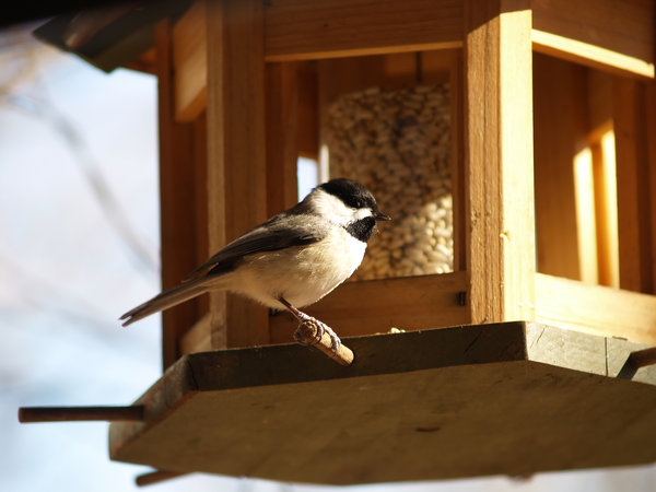 North American Chickadee