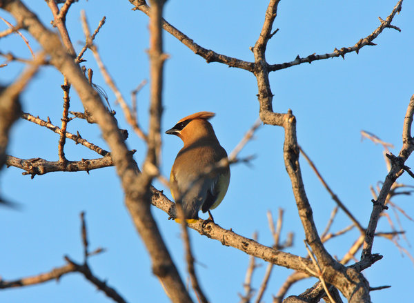 Cedar Waxwing