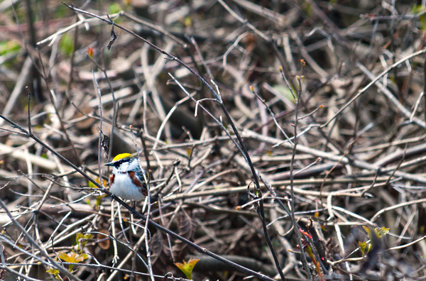 Chestnut-Sided Warbler