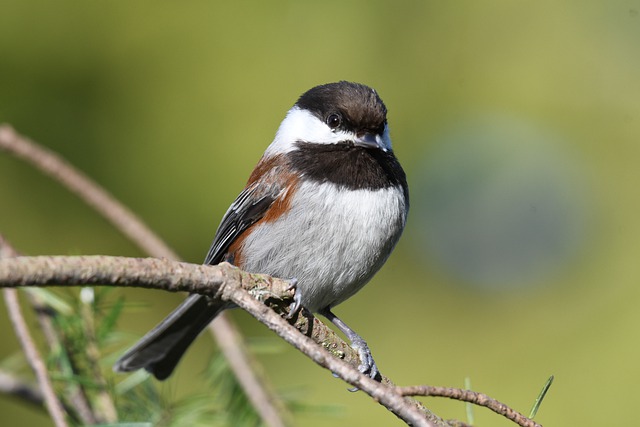 Chestnut-backed Chickadee