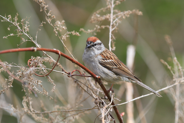 Chipping Sparrow