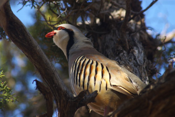 Chukar