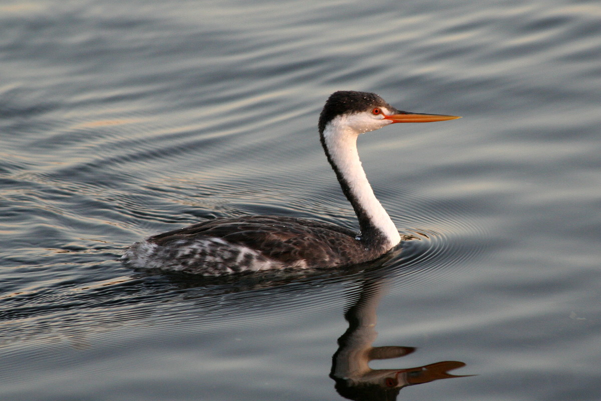 Clark’s Grebe