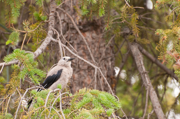 Clark's Nutcracker