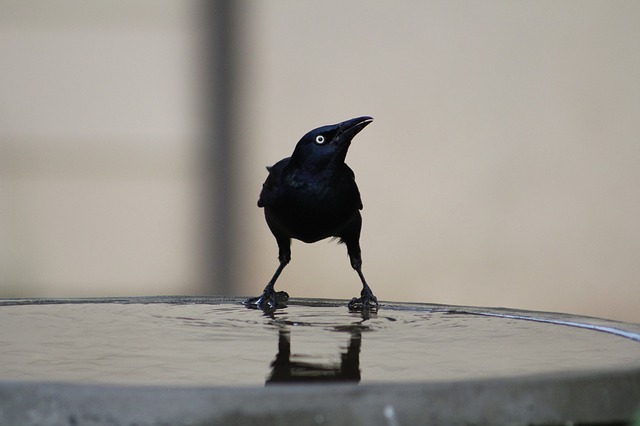 Common Grackle