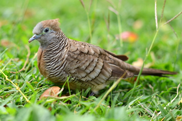 Common Ground Dove