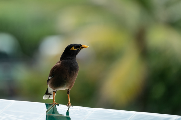 Common Myna