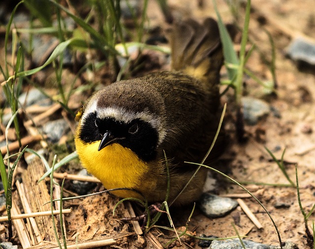 Common Yellowthroat