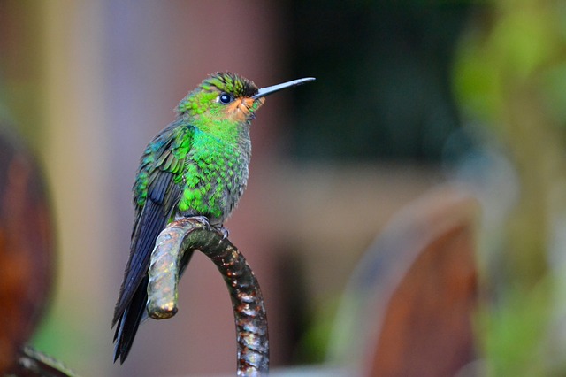 Costa Hummingbird