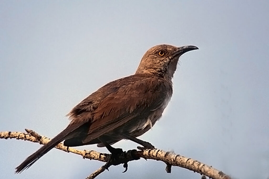 Curve-billed Thrasher