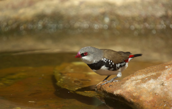 Diamond Firetail