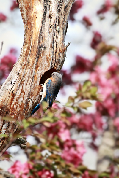 Eastern Bluebirds