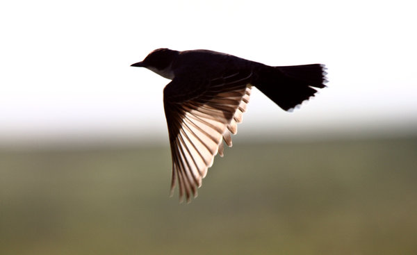 Eastern Kingbird