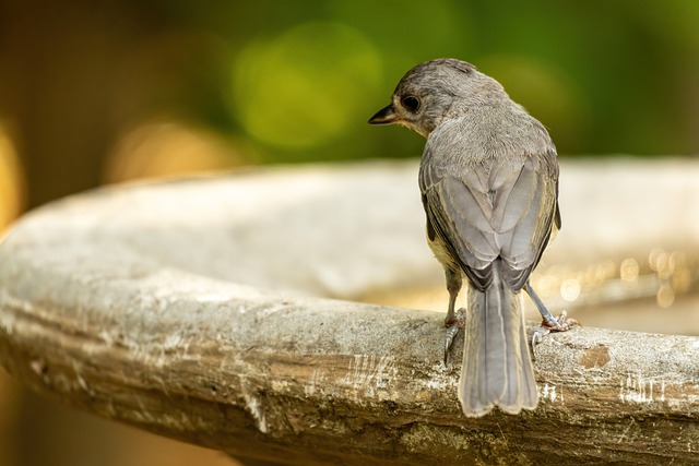 Eastern Phoebe