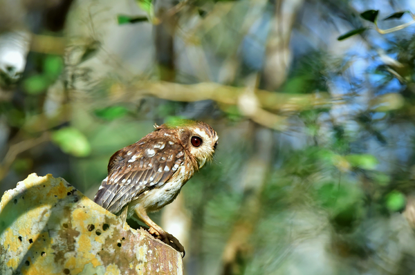 Eastern Screech Owl