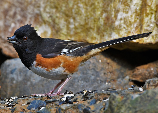 Eastern Towhees