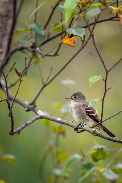 Eastern Wood-Pewee